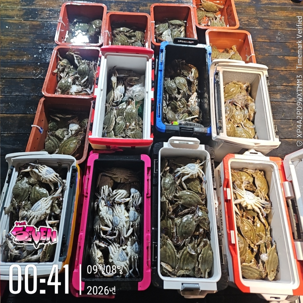 9월 8일 군산 문어 선상낚시 조황 현장 사진 1