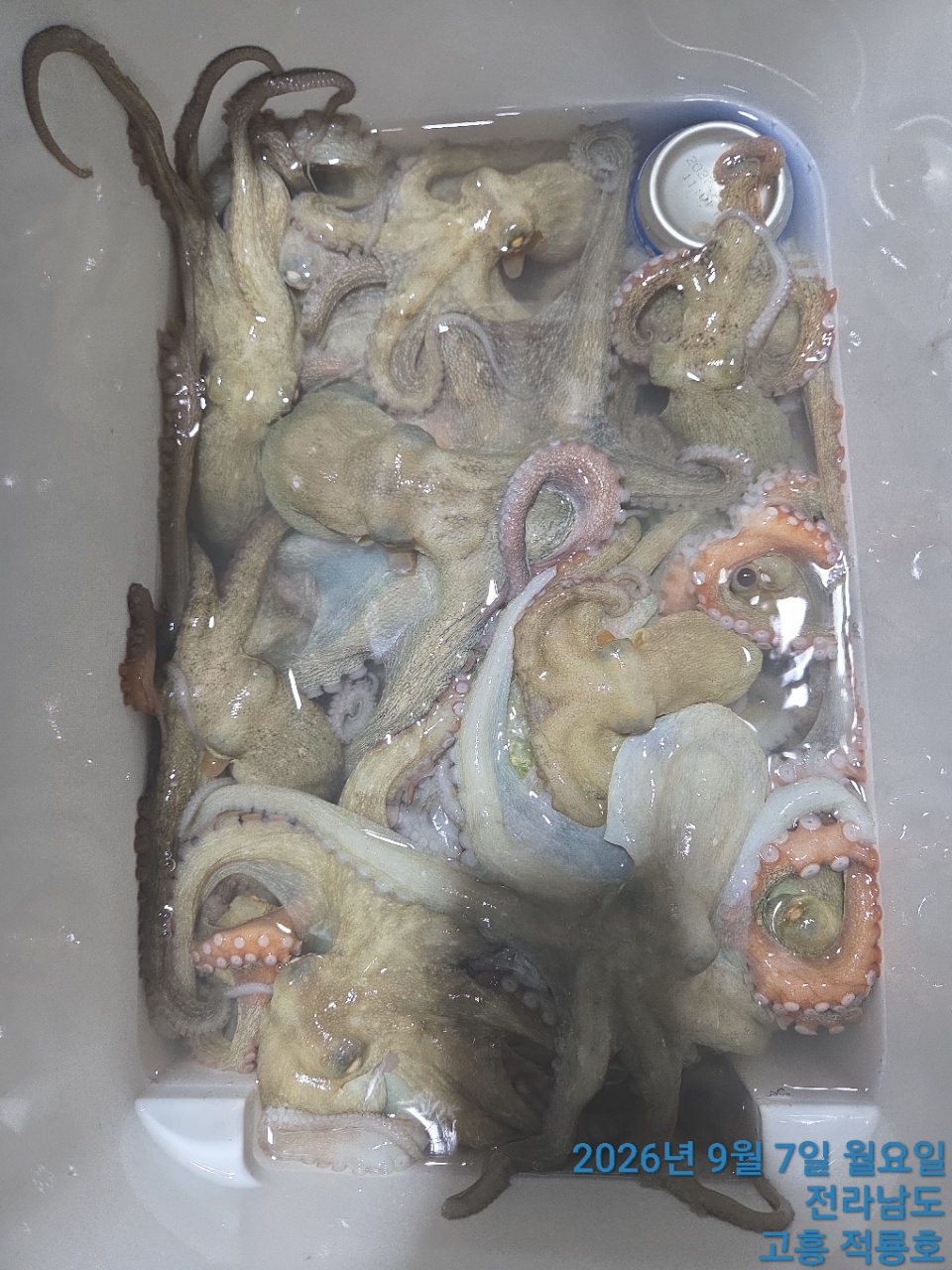 9월 8일 남해 문어 선상낚시 조황 현장 사진 3