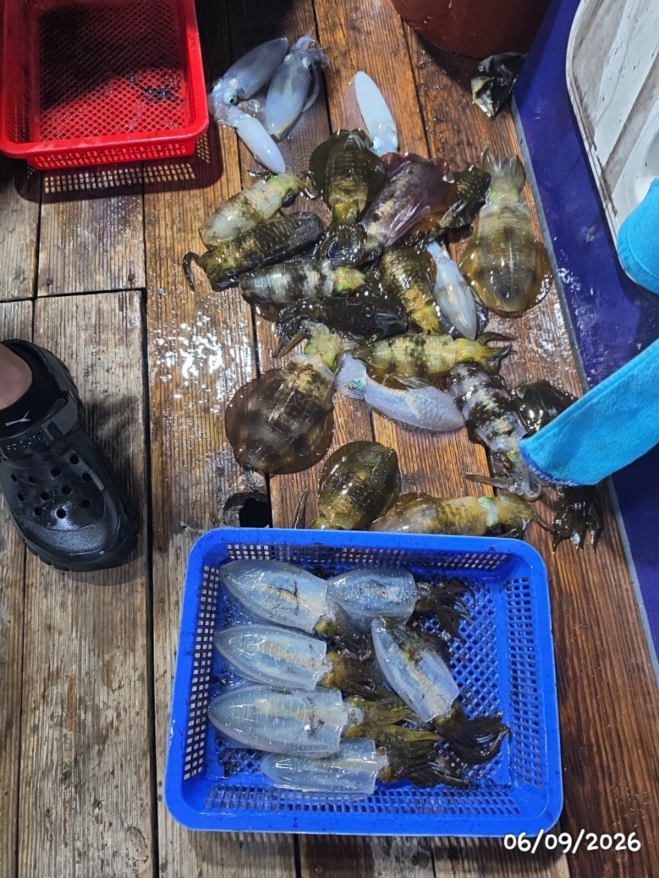 9월 8일 통영 무늬오징어 선상낚시 조황 현장 사진 1