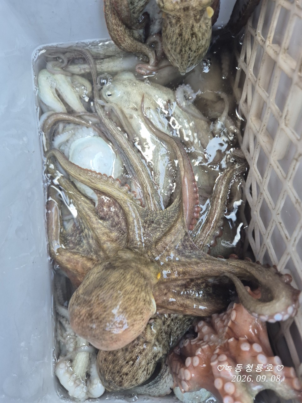 9월 8일 문어 선상낚시 조황 현장 사진 13