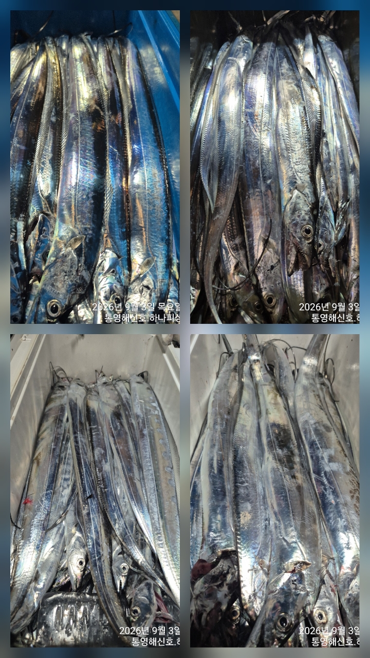 9월 8일 갈치 선상낚시 조황 현장 사진 2