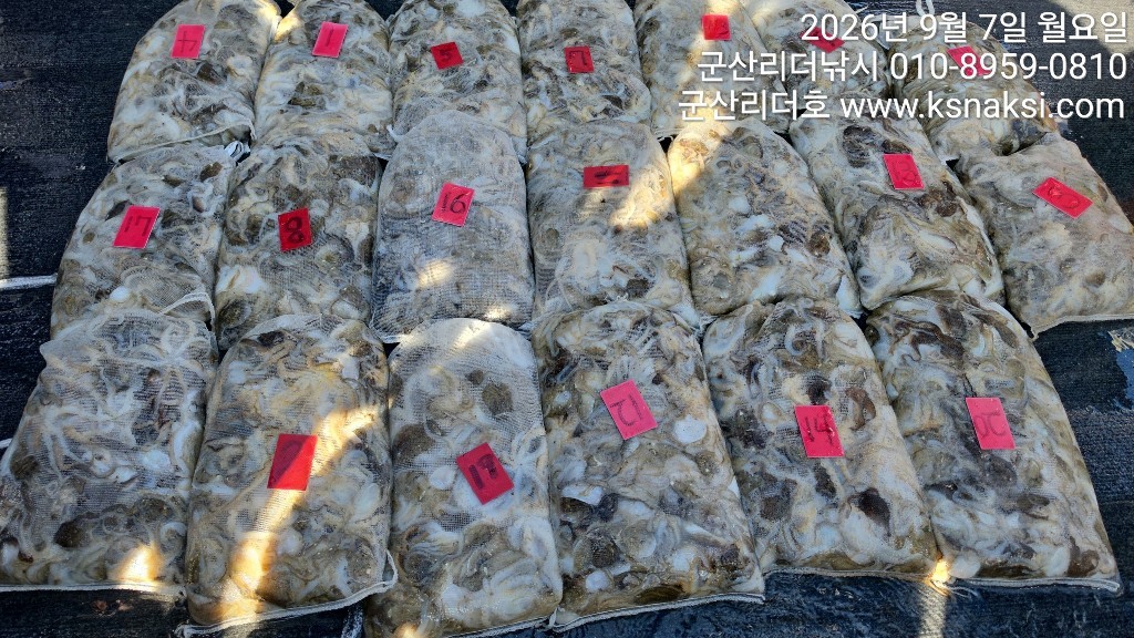 9월 8일 군산 주꾸미 선상낚시 조황 현장 사진 3