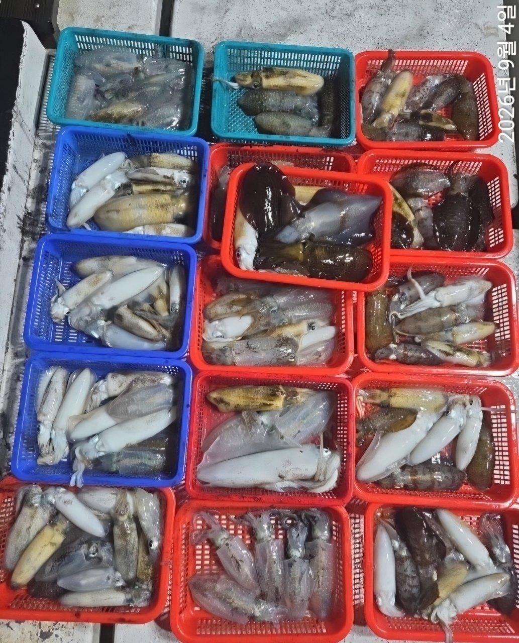 9월 8일 남해 무늬오징어 선상낚시 조황 현장 사진 5