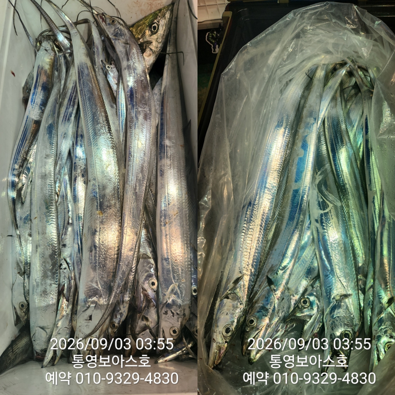 9월 8일 통영 갈치 선상낚시 조황 현장 사진 18