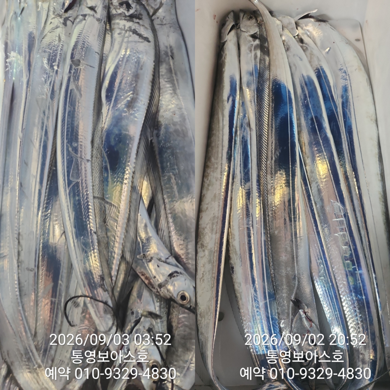 9월 8일 통영 갈치 선상낚시 조황 현장 사진 19