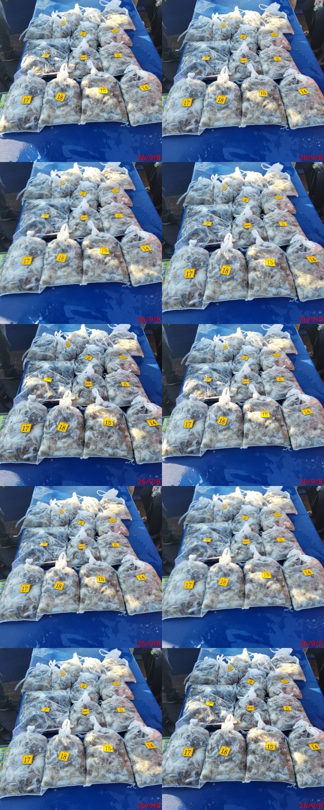 9월 8일 군산 주꾸미 선상낚시 조황 현장 사진 4