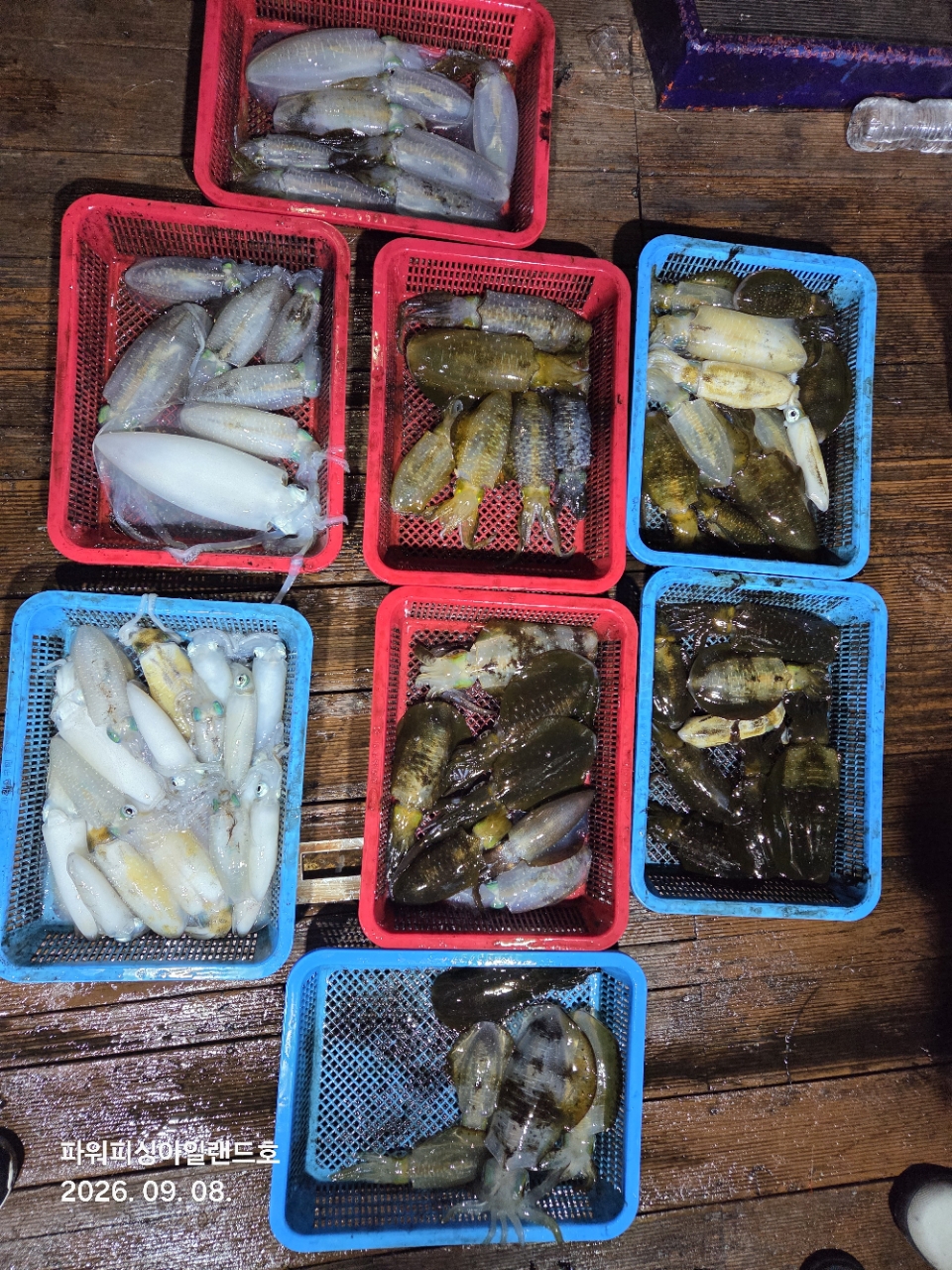 9월 7일 통영 무늬오징어 선상낚시 조황 현장 사진 19