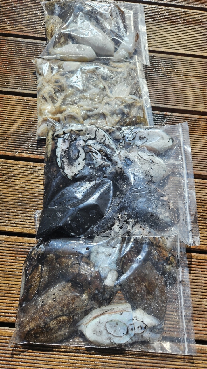 9월 8일 갑오징어 선상낚시 조황 현장 사진 7