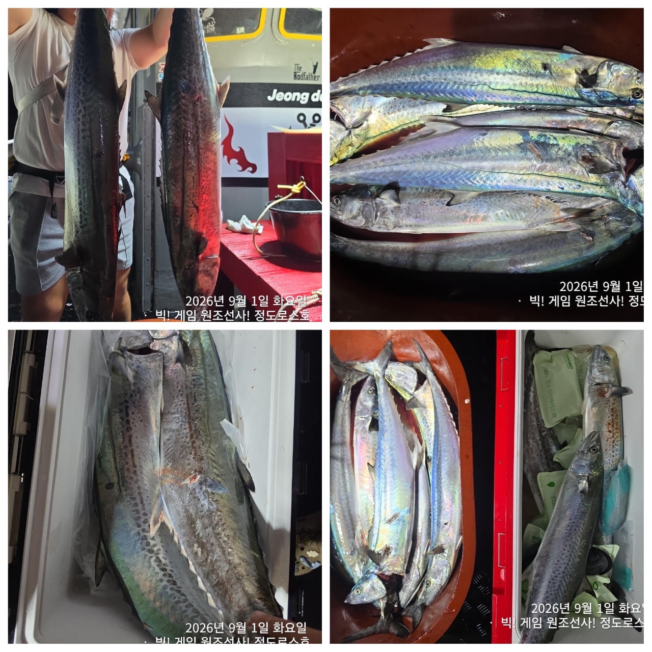 9월 8일 포항 무늬오징어 선상낚시 조황 현장 사진 11