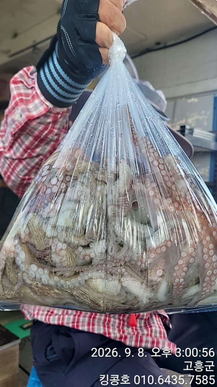 9월 8일 고흥 갑오징어 선상낚시 조황 현장 사진 5
