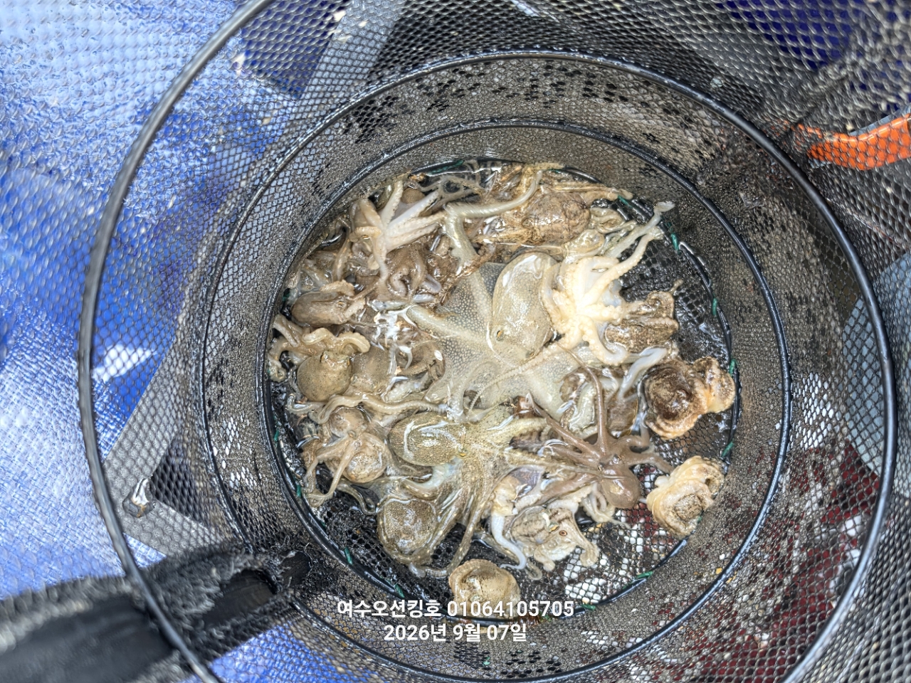 9월 8일 여수 주꾸미 선상낚시 조황 현장 사진 10