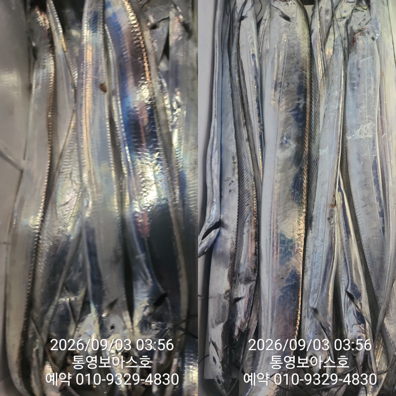 9월 8일 통영 갈치 선상낚시 조황 현장 사진 22