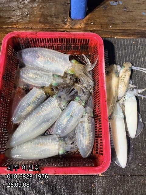 9월 7일 제주 무늬오징어 선상낚시 조황 현장 사진 7