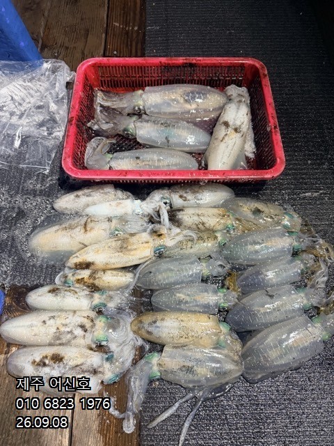 9월 7일 제주 무늬오징어 선상낚시 조황 현장 사진 2