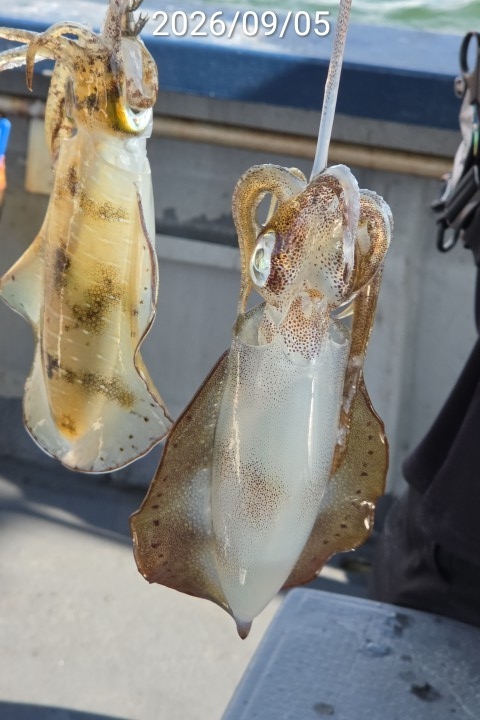 9월 8일 진해 무늬오징어 선상낚시 조황 현장 사진 6