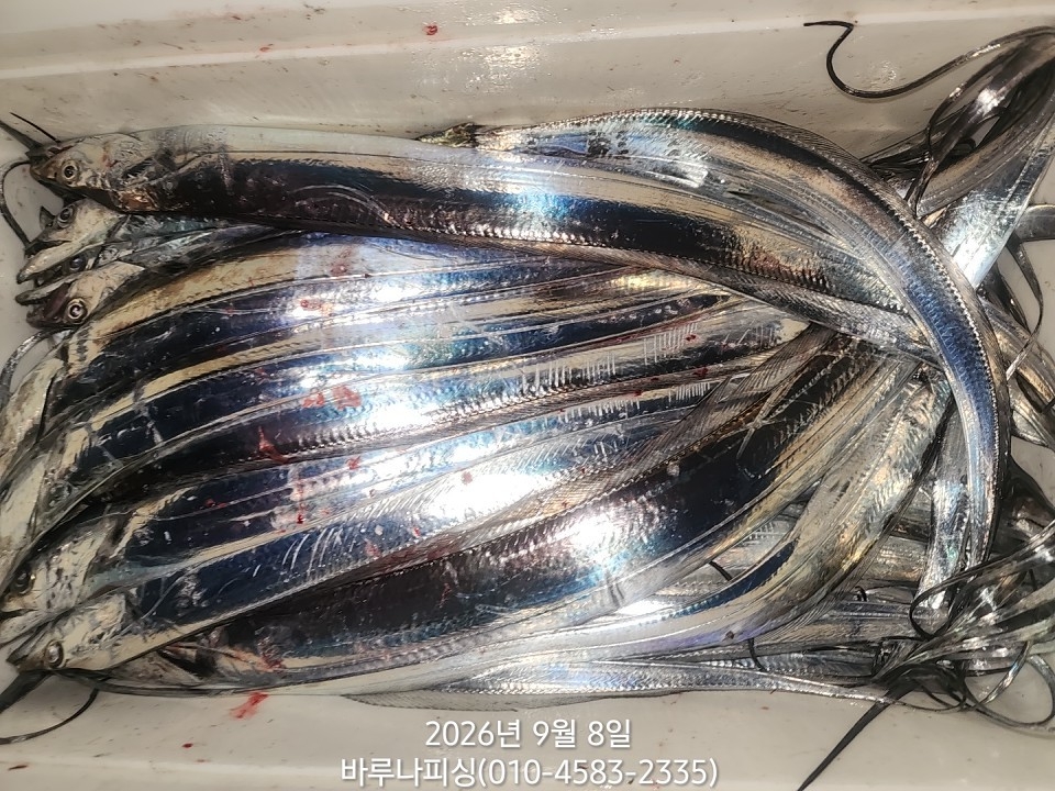 9월 7일 갈치 선상낚시 조황 현장 사진 8