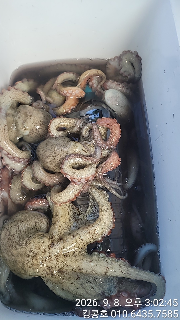 9월 8일 고흥 갑오징어 선상낚시 조황 현장 사진 9