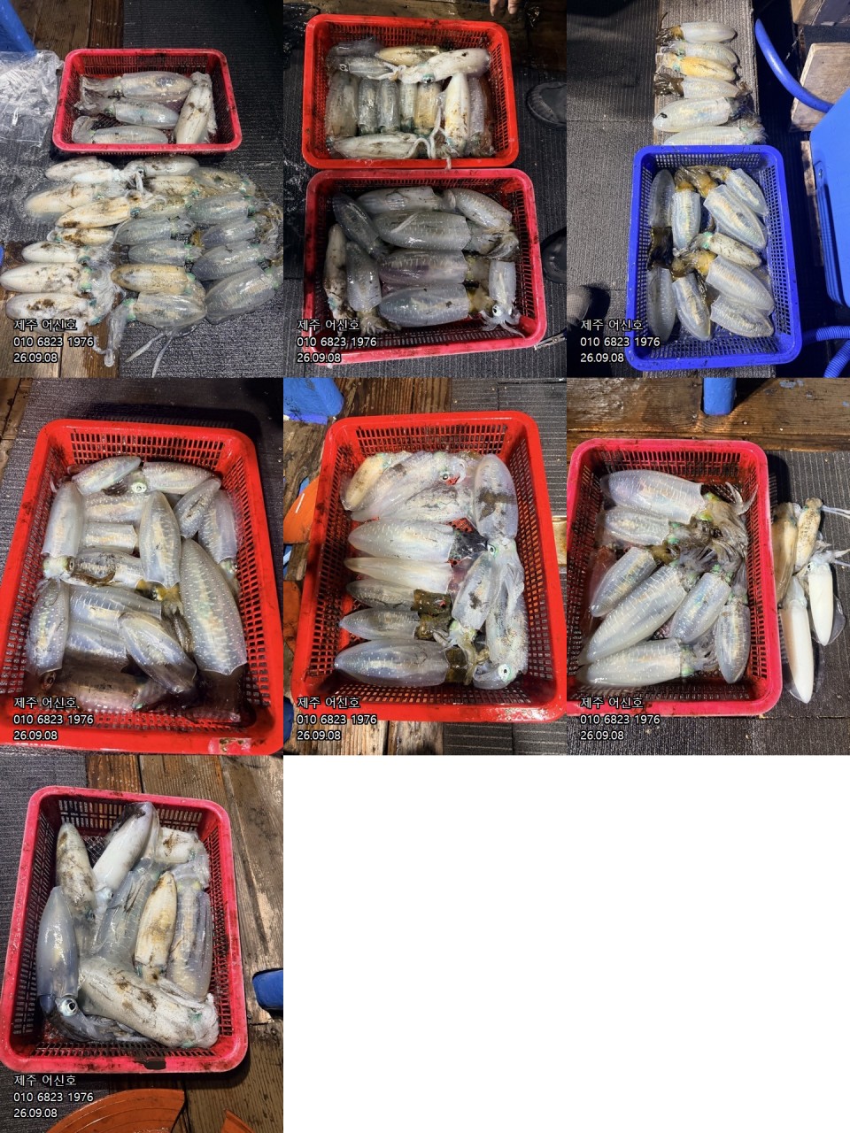 9월 7일 제주 무늬오징어 선상낚시 조황 현장 사진 1