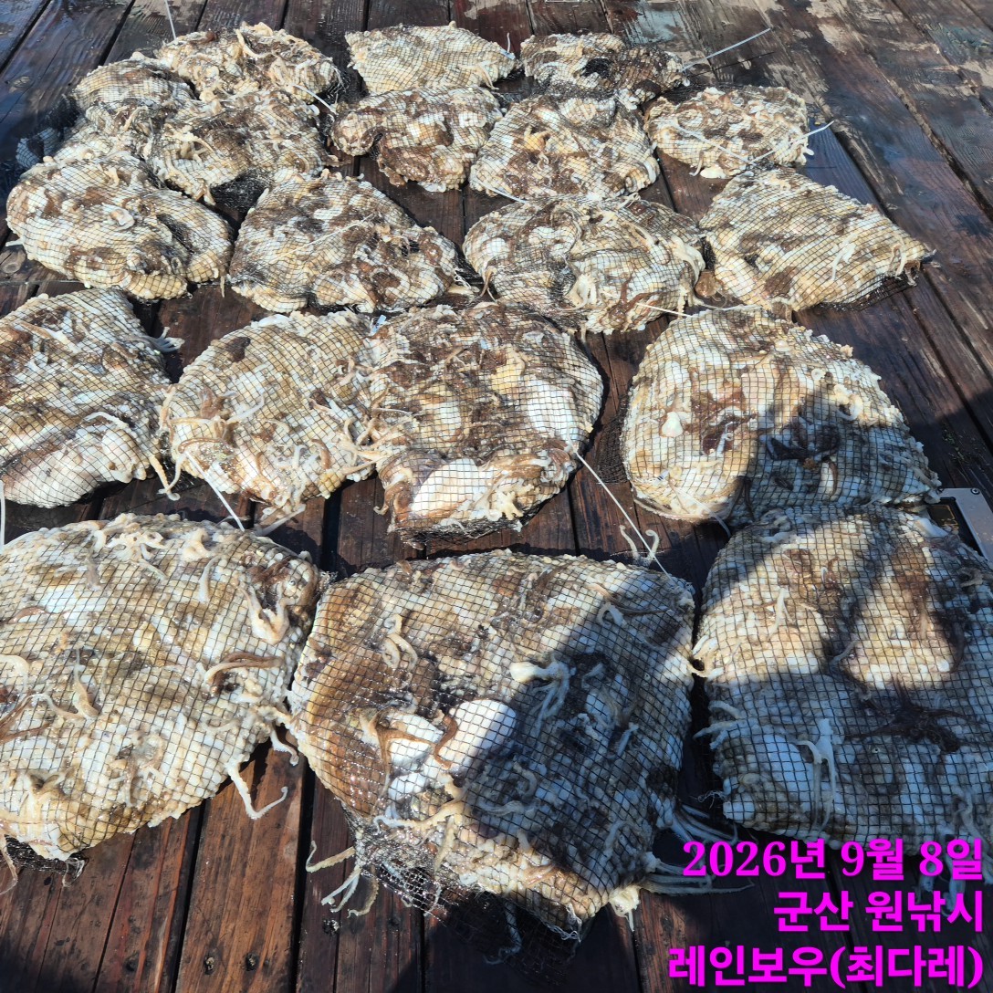 9월 8일 군산 주꾸미 선상낚시 조황 현장 사진 3