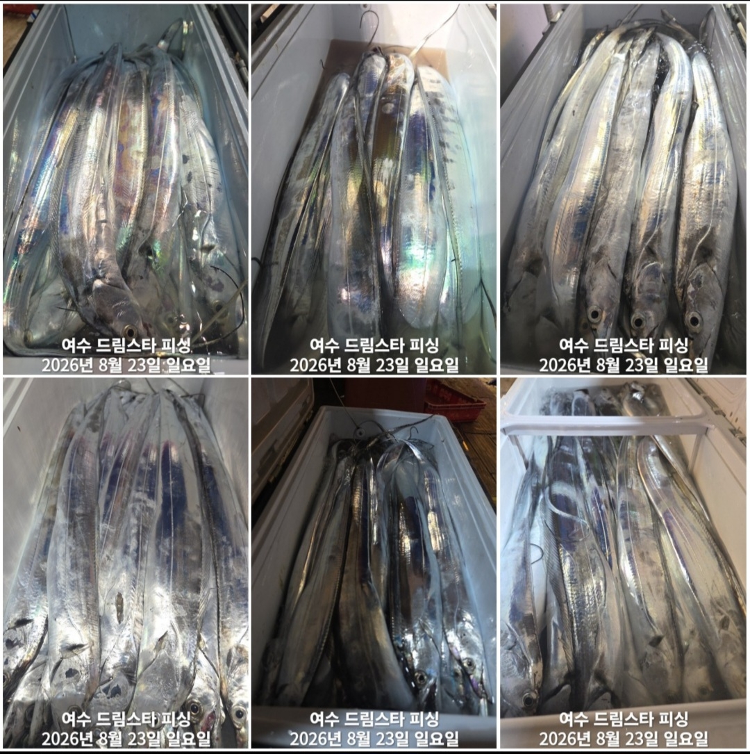 9월 9일 여수 문어 선상낚시 조황 현장 사진 9