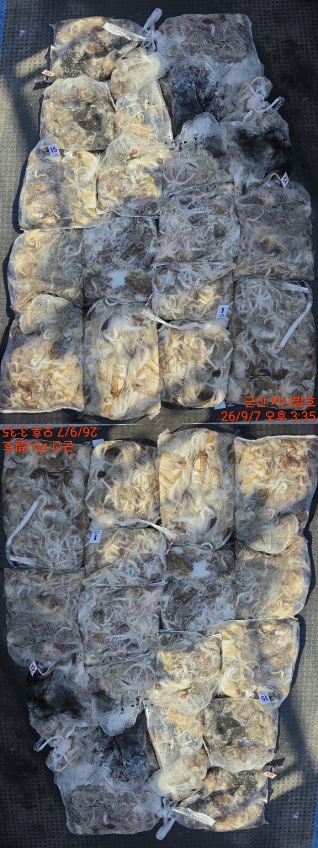 9월 9일 군산 주꾸미 선상낚시 조황 현장 사진 2