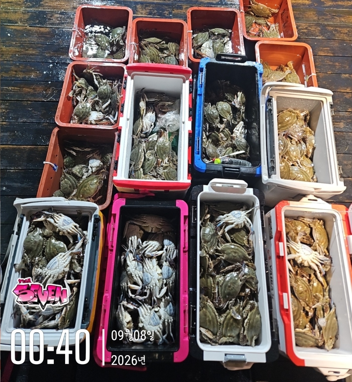9월 8일 군산 문어 선상낚시 조황 현장 사진 6