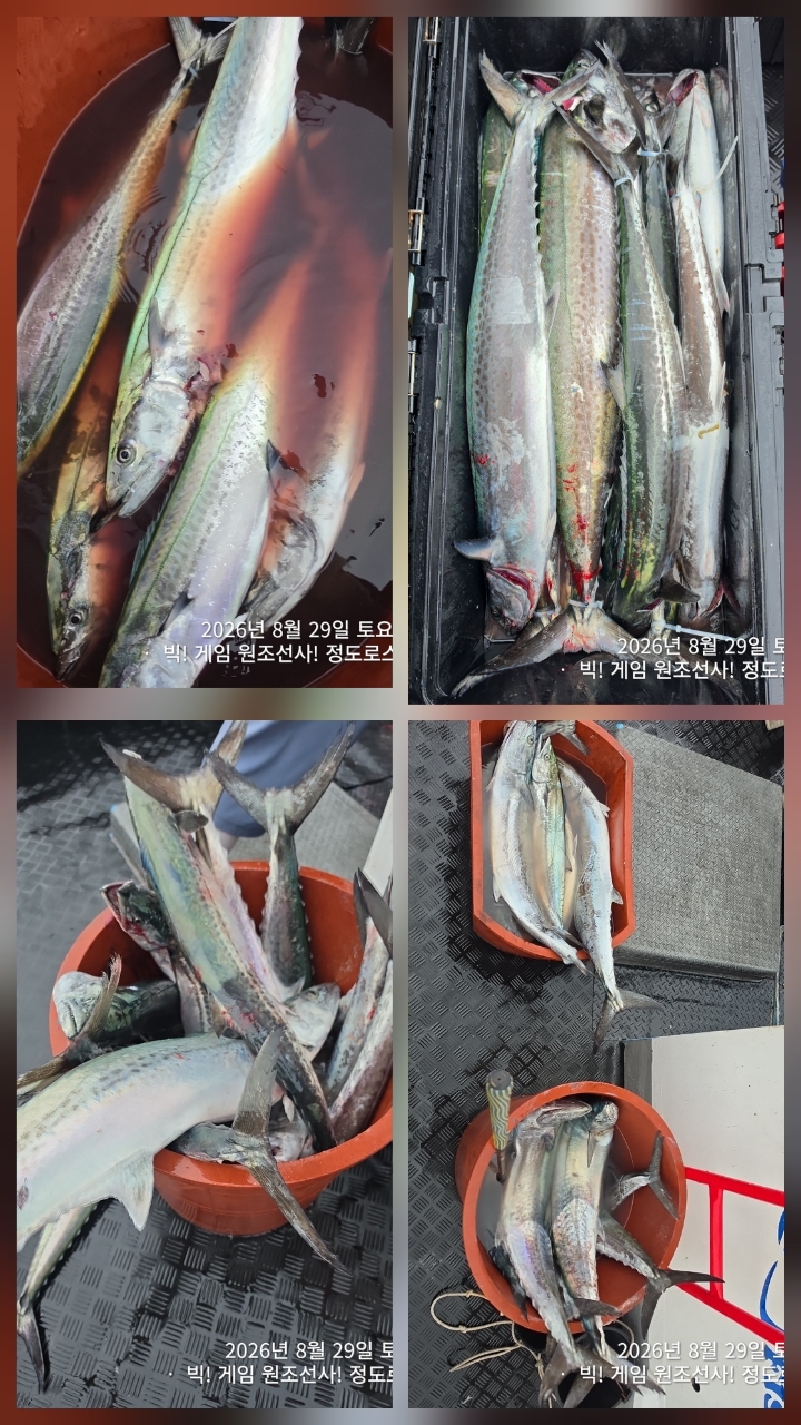 9월 8일 포항 무늬오징어 선상낚시 조황 현장 사진 19