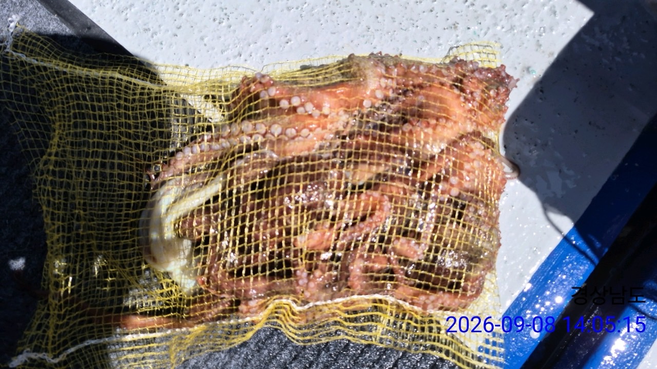 9월 8일 삼천포 문어 선상낚시 조황 현장 사진 1