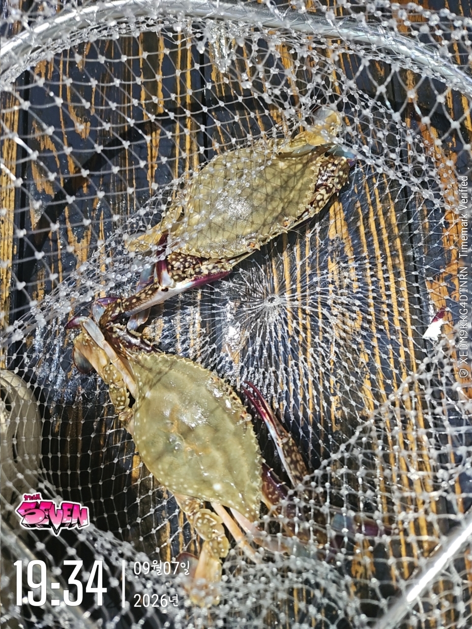 9월 8일 군산 문어 선상낚시 조황 현장 사진 2
