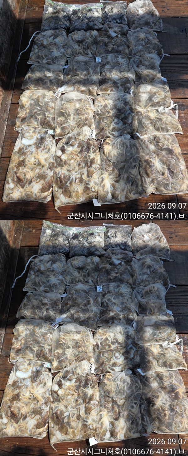 9월 8일 군산 주꾸미 선상낚시 조황 현장 사진 7