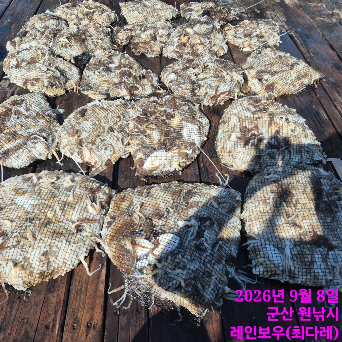 9월 8일 군산 주꾸미 선상낚시 조황 현장 사진 1