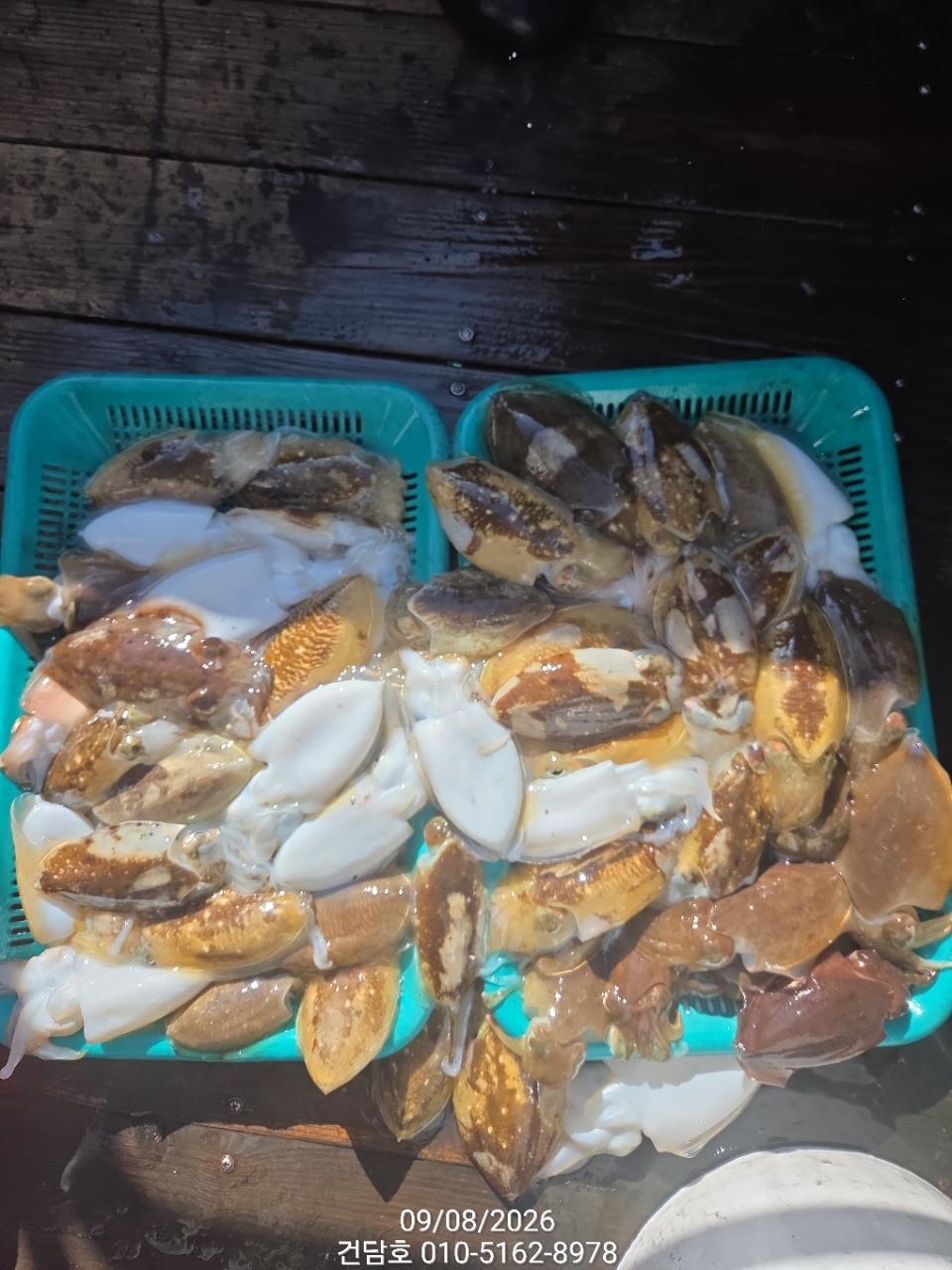 9월 8일 삼천포 갑오징어 선상낚시 조황 현장 사진 3