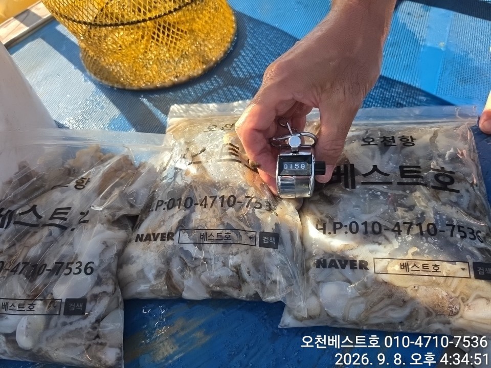 9월 8일 갑오징어 선상낚시 조황 현장 사진 3
