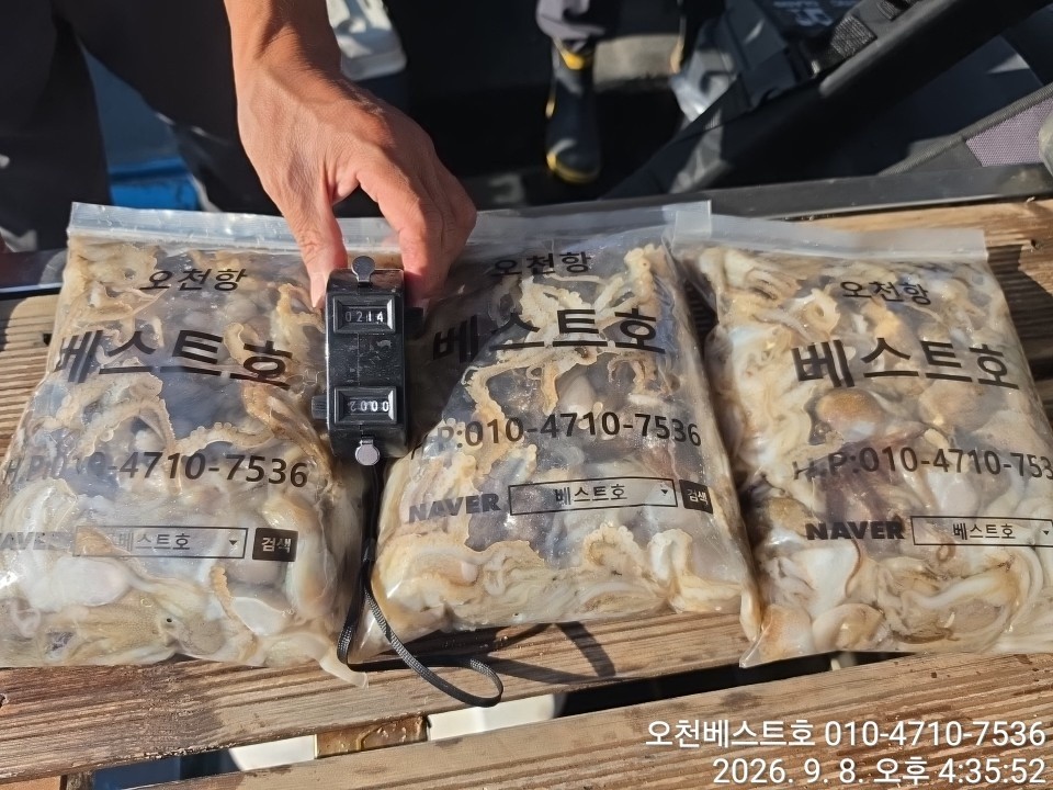 9월 8일 갑오징어 선상낚시 조황 현장 사진 5