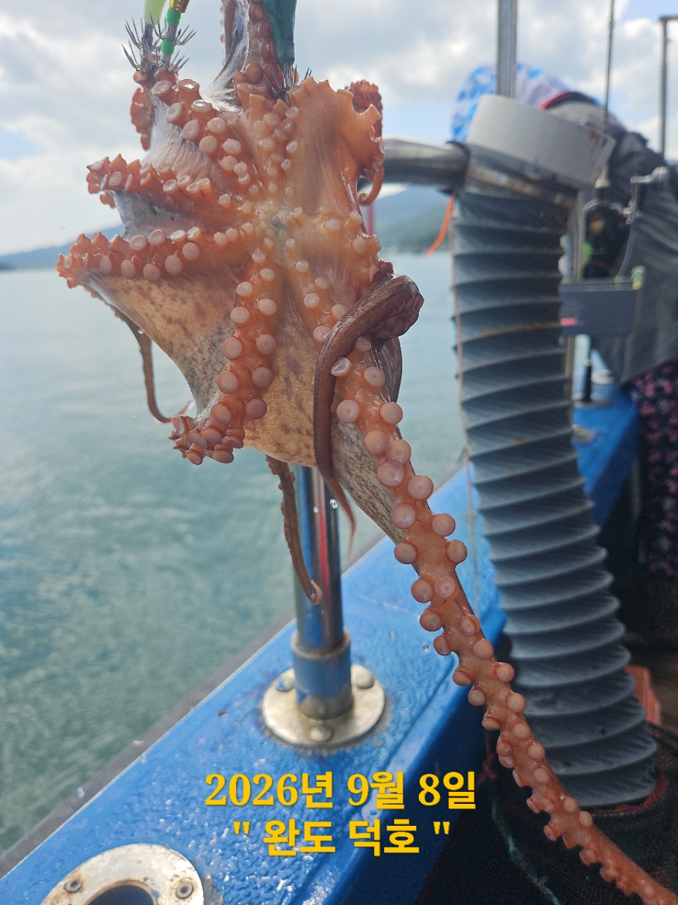 9월 10일 완도 문어 선상낚시 조황 현장 사진 4