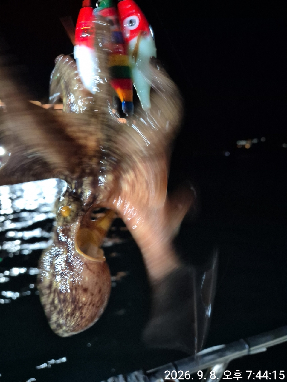 9월 8일 문어 선상낚시 조황 현장 사진 4