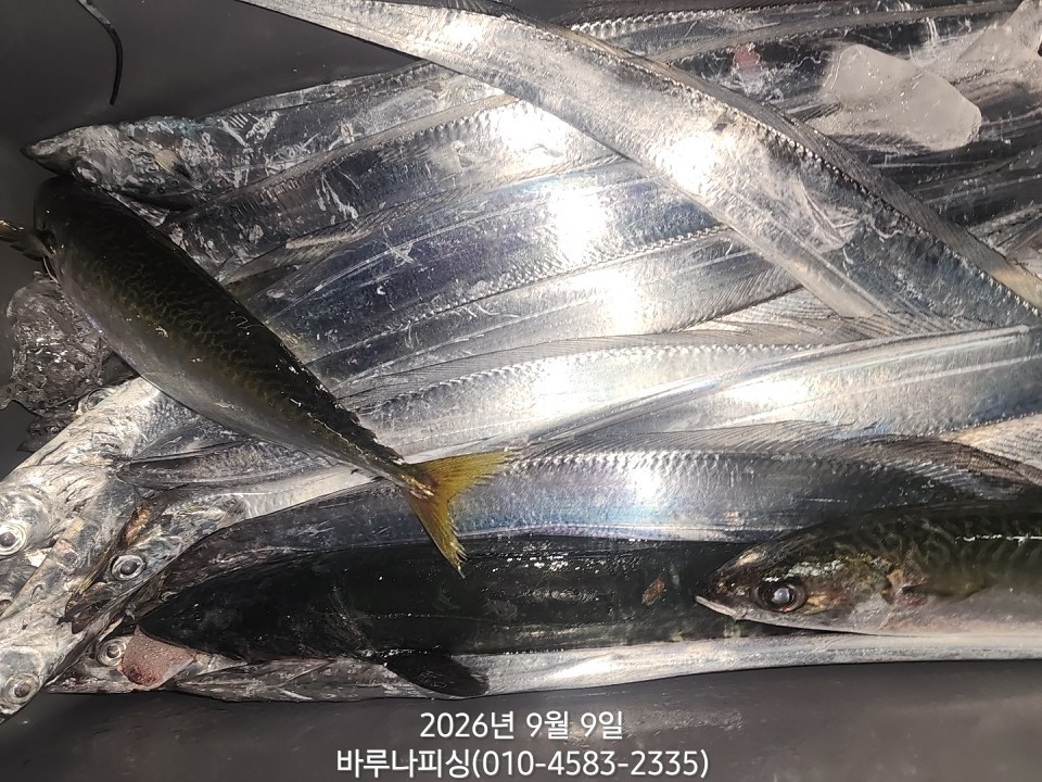 9월 8일 갈치 선상낚시 조황 현장 사진 9