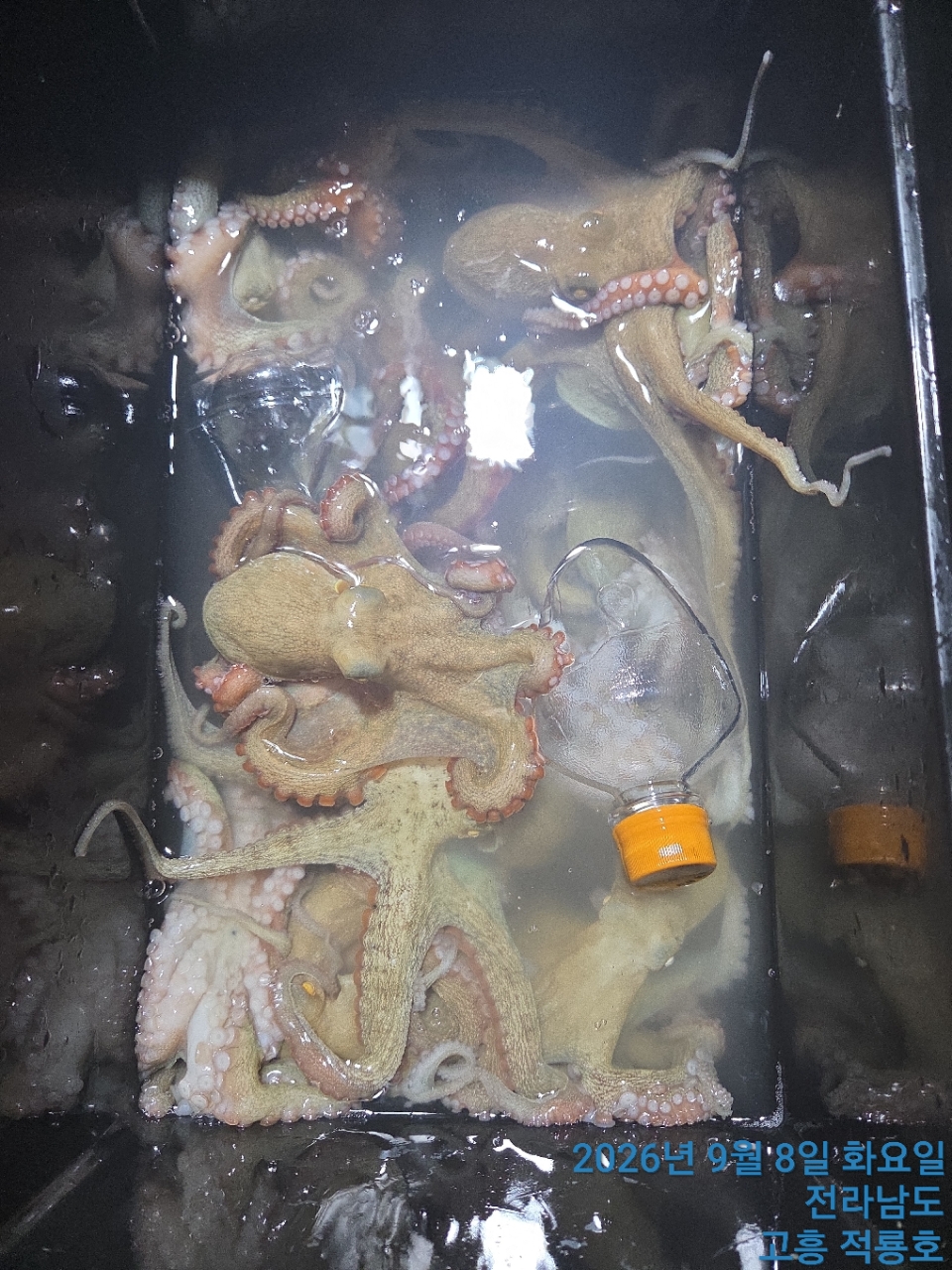 9월 8일 남해 문어 선상낚시 조황 현장 사진 4