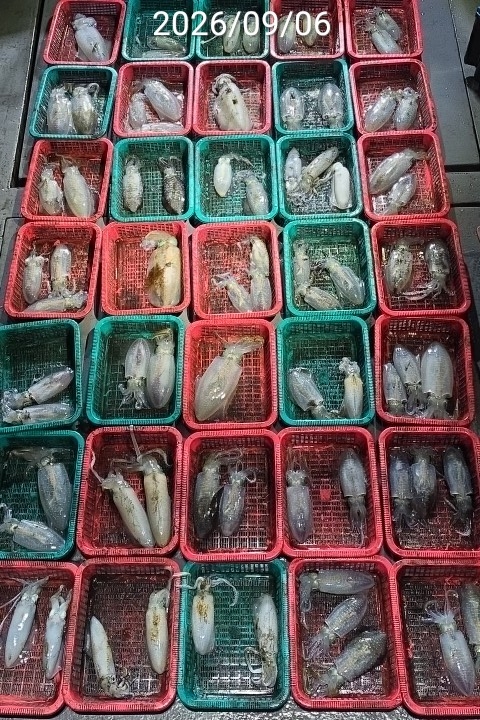 9월 9일 진해 무늬오징어 선상낚시 조황 현장 사진 3