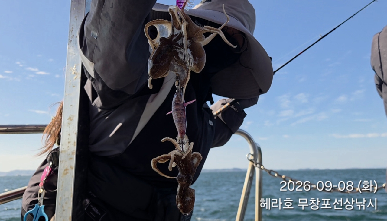 9월 8일 포항 주꾸미 선상낚시 조황 현장 사진 5