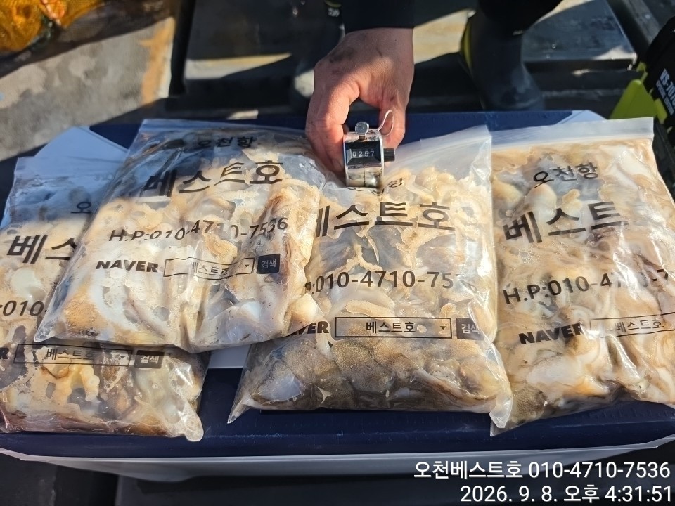 9월 8일 갑오징어 선상낚시 조황 현장 사진 1