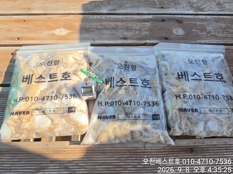 9월 8일 갑오징어 선상낚시 조황 현장 사진 9