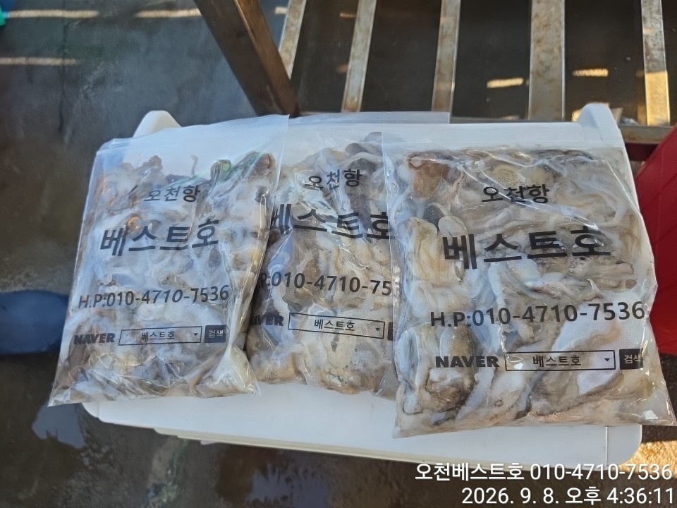 9월 8일 갑오징어 선상낚시 조황 현장 사진 6