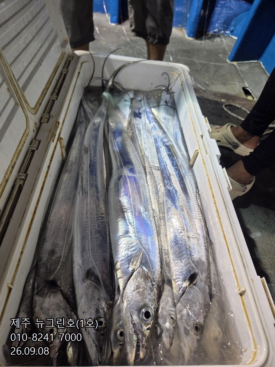 9월 8일 제주 갈치 선상낚시 조황 현장 사진 36