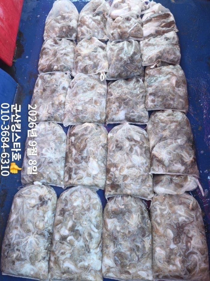 9월 8일 군산 주꾸미 선상낚시 조황 현장 사진 1