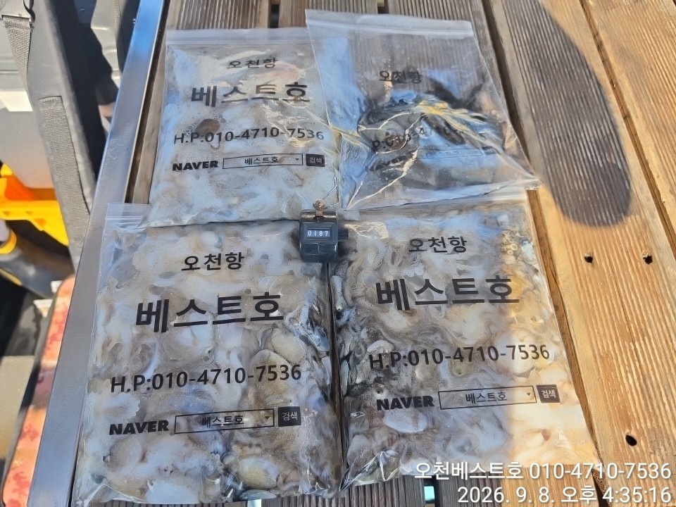 9월 8일 갑오징어 선상낚시 조황 현장 사진 4