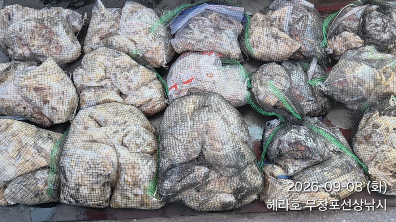 9월 8일 포항 주꾸미 선상낚시 조황 현장 사진 10