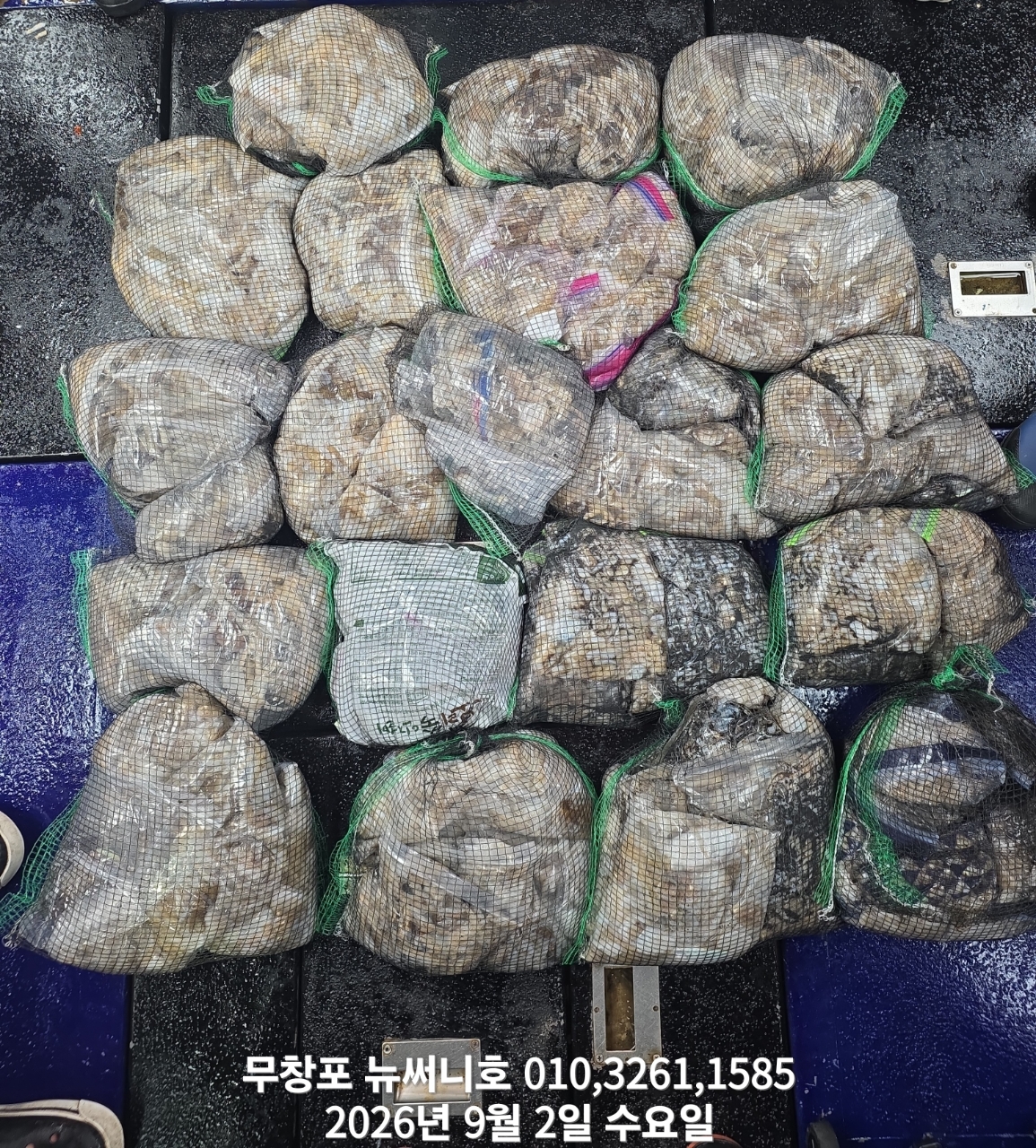 9월 9일 갑오징어 선상낚시 조황 현장 사진 6