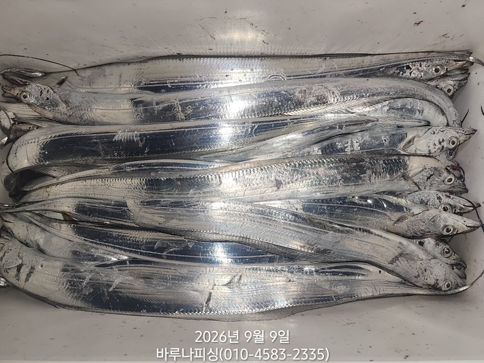 9월 8일 갈치 선상낚시 조황 현장 사진 10