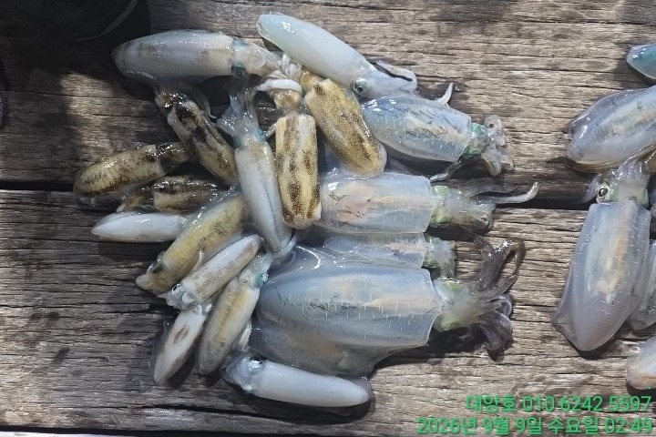 ����ڰ� �ø� �̹���